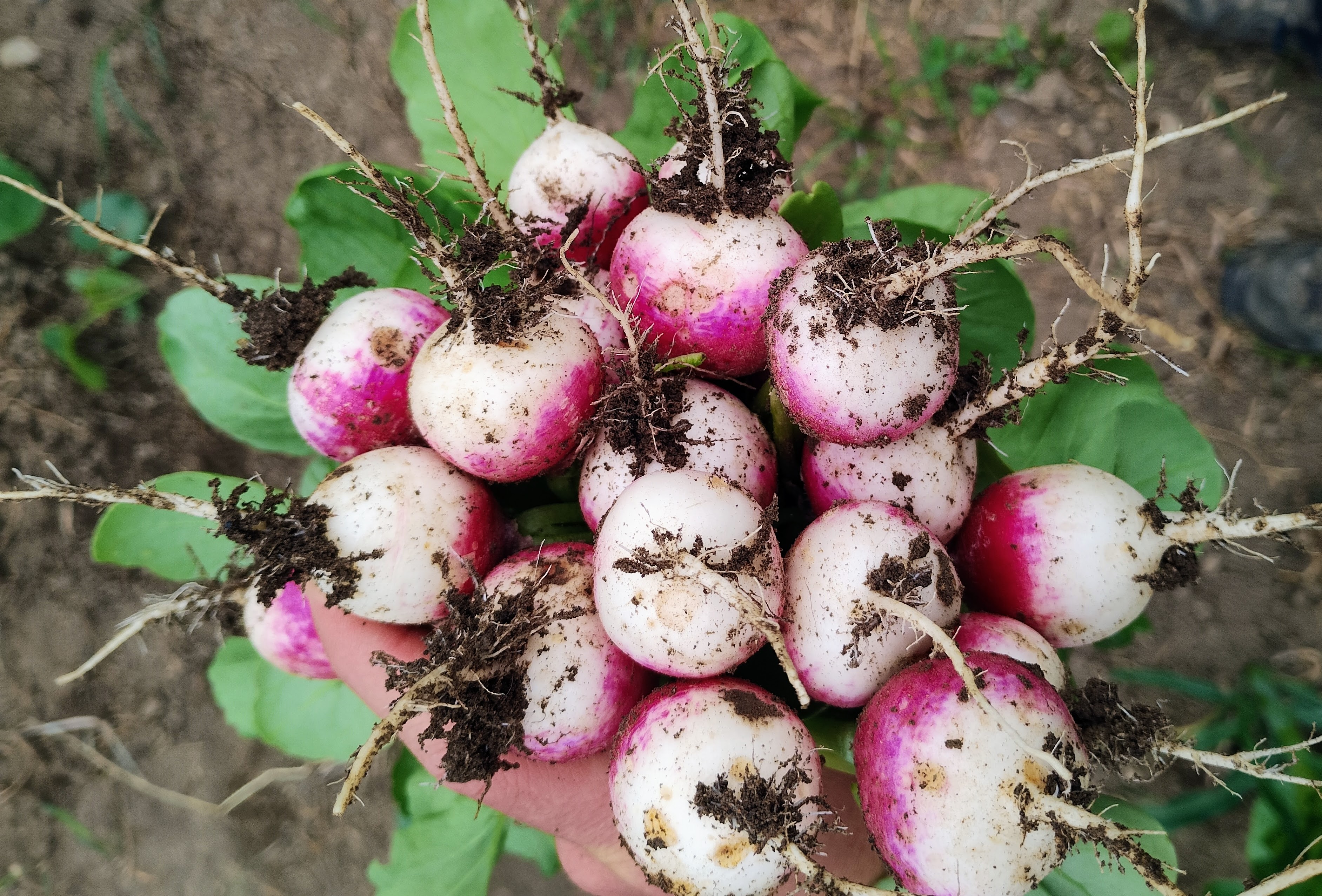 Radieschen Ernte