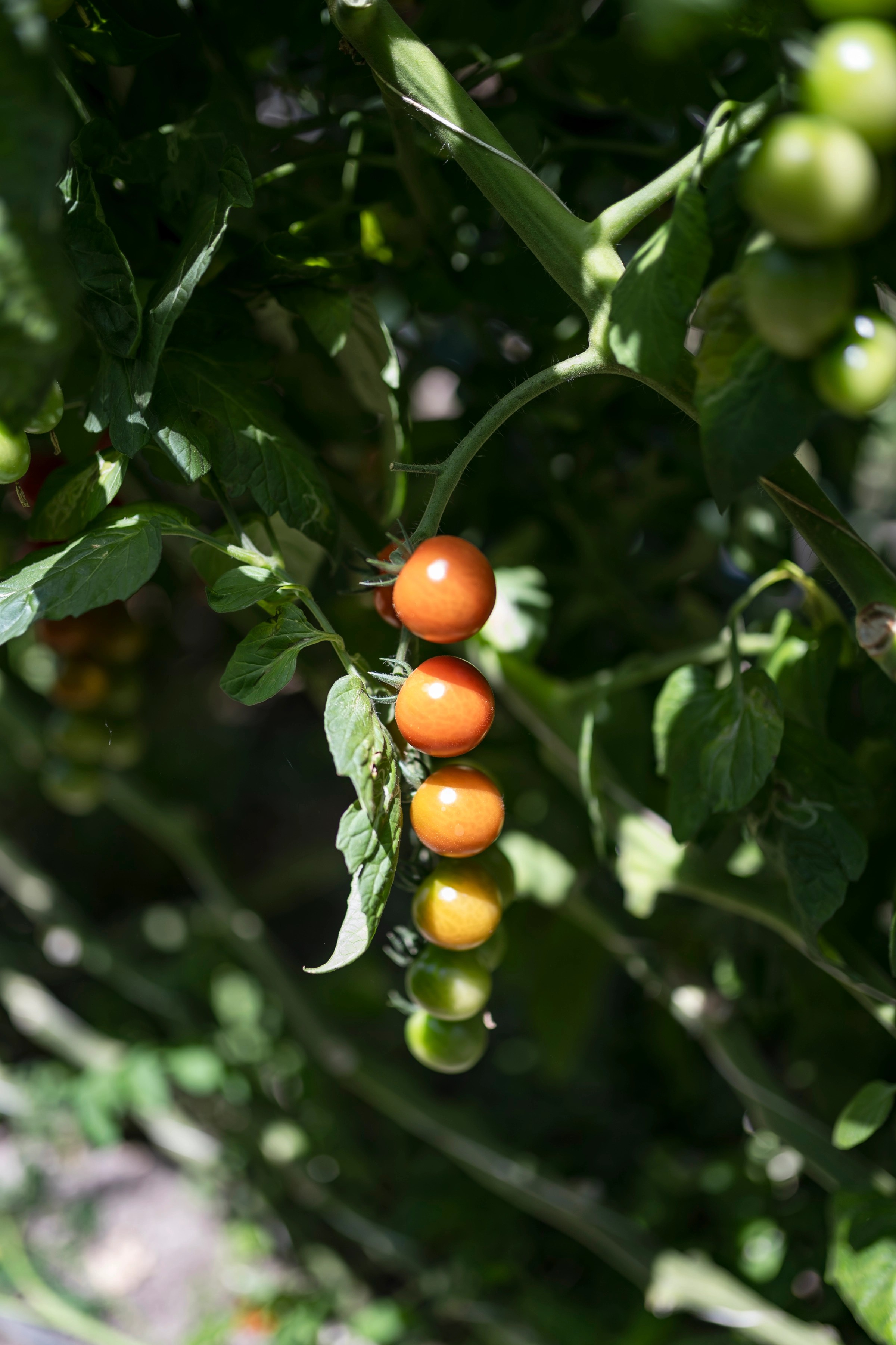 Tomaten