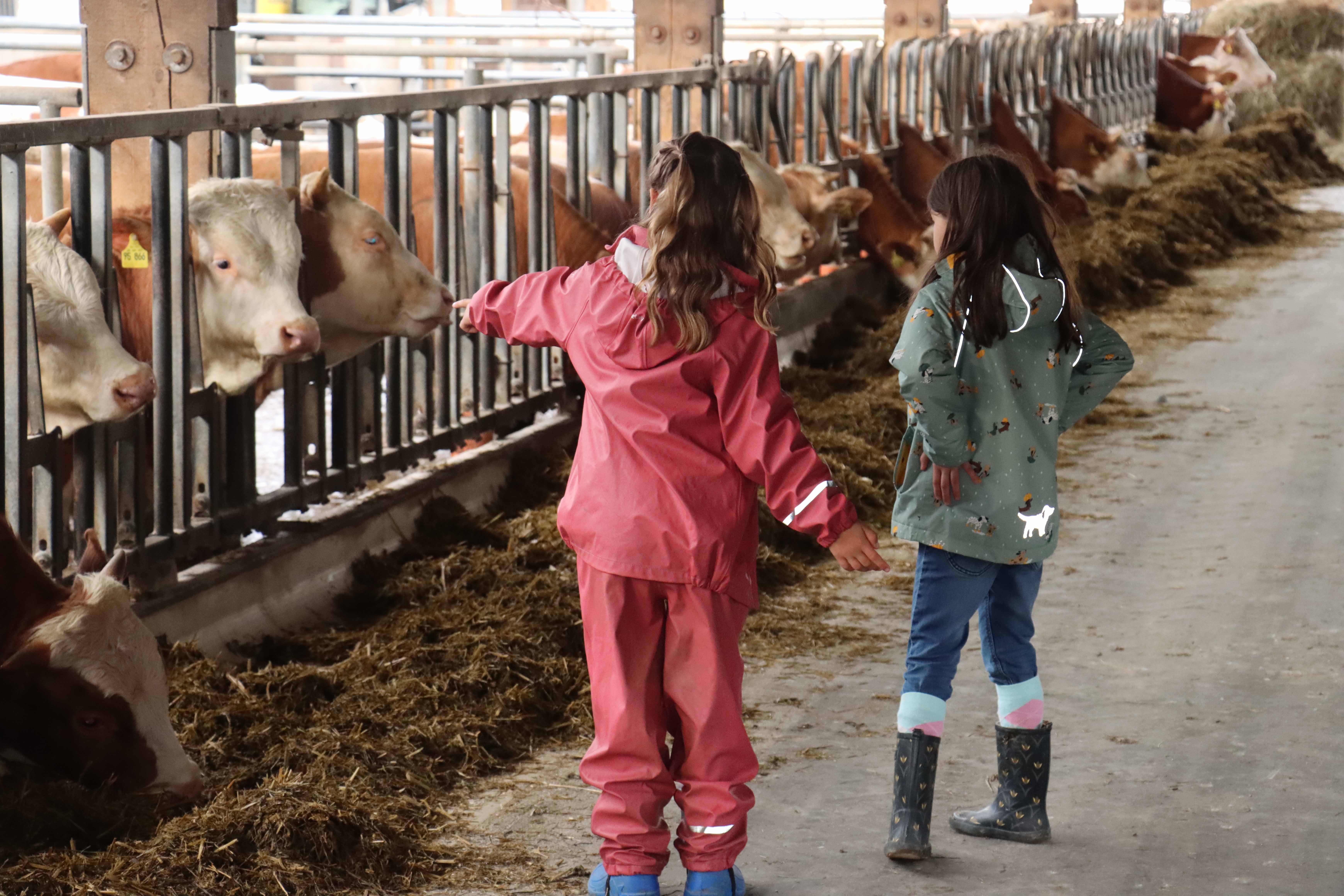 Kinder im Kuhstall