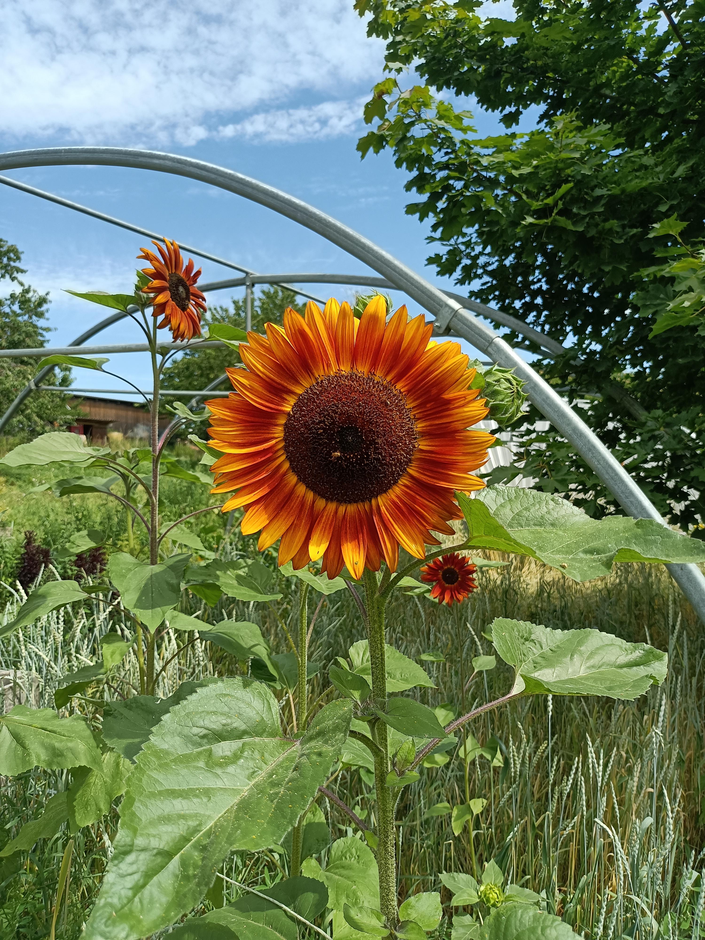 Sonnenblume