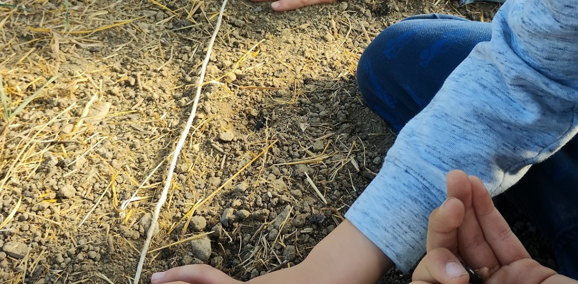Kinder am Bohnen aussäen